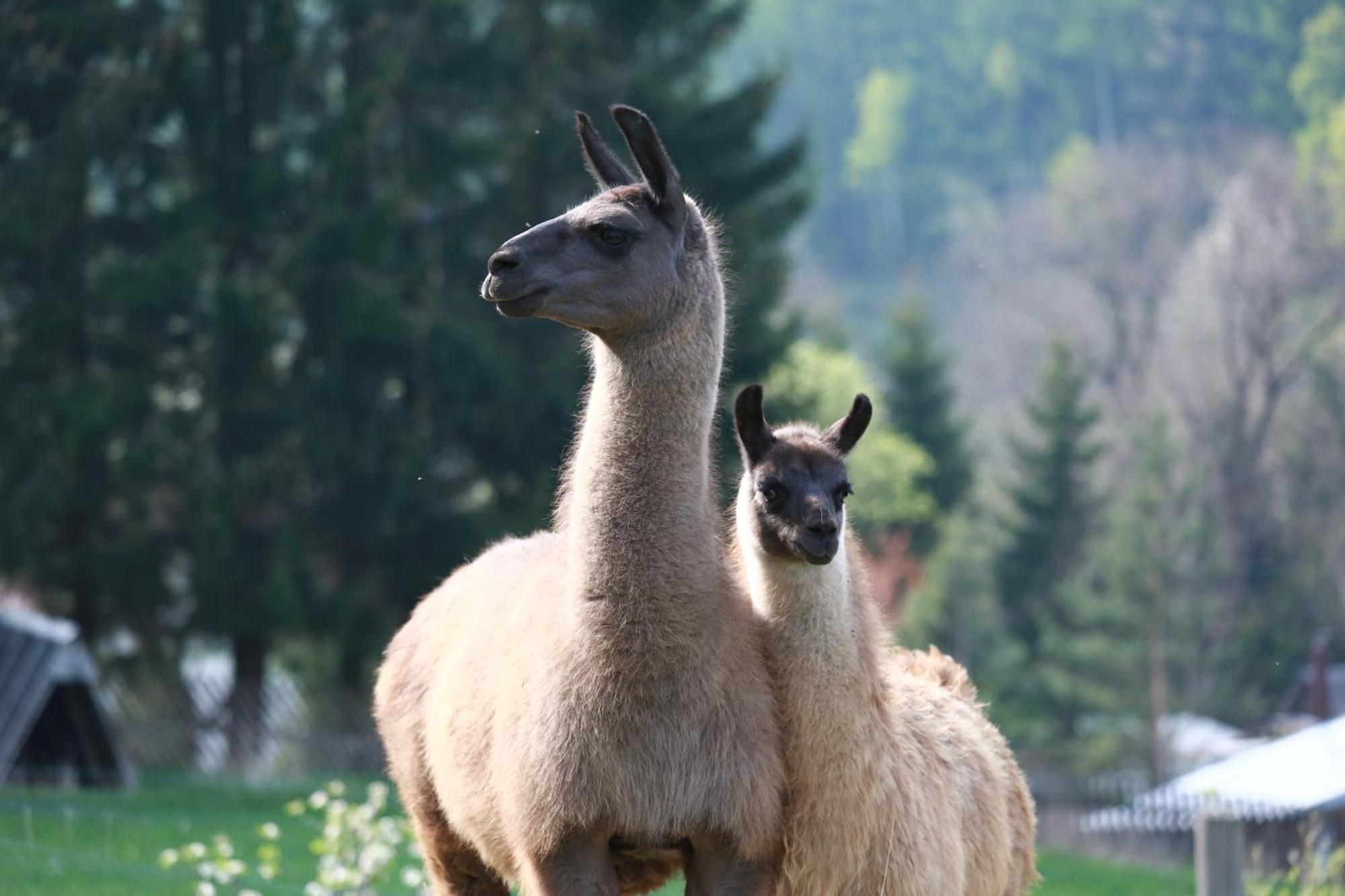 Faunapark Lipova-Lazne Екстер'єр фото
